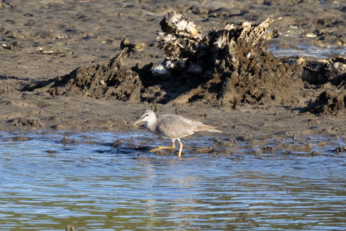 Gray-tailed Tattler - ML643513282