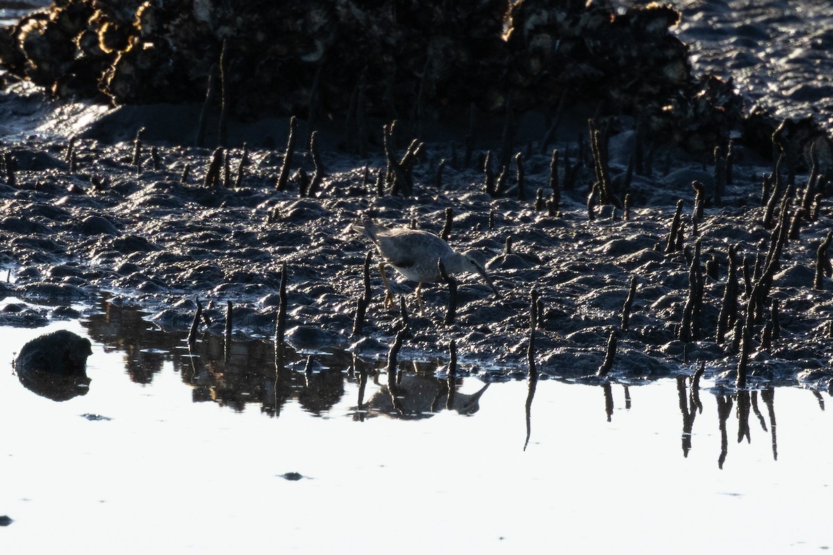 Gray-tailed Tattler - ML643513283