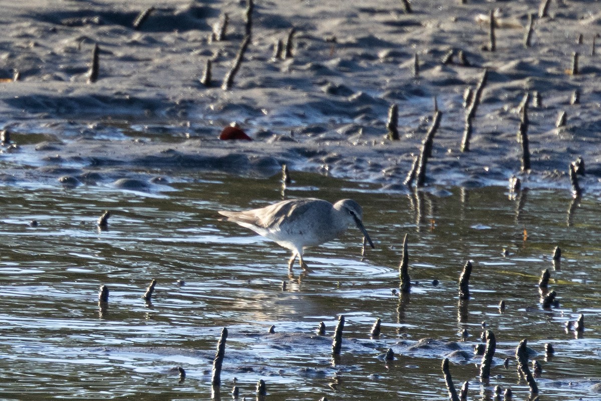 Gray-tailed Tattler - ML643513284