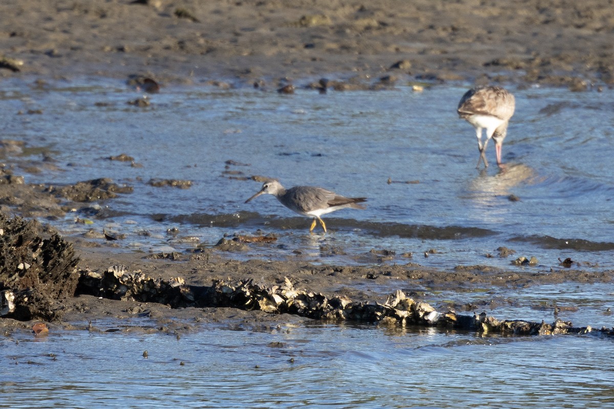 Gray-tailed Tattler - ML643513285