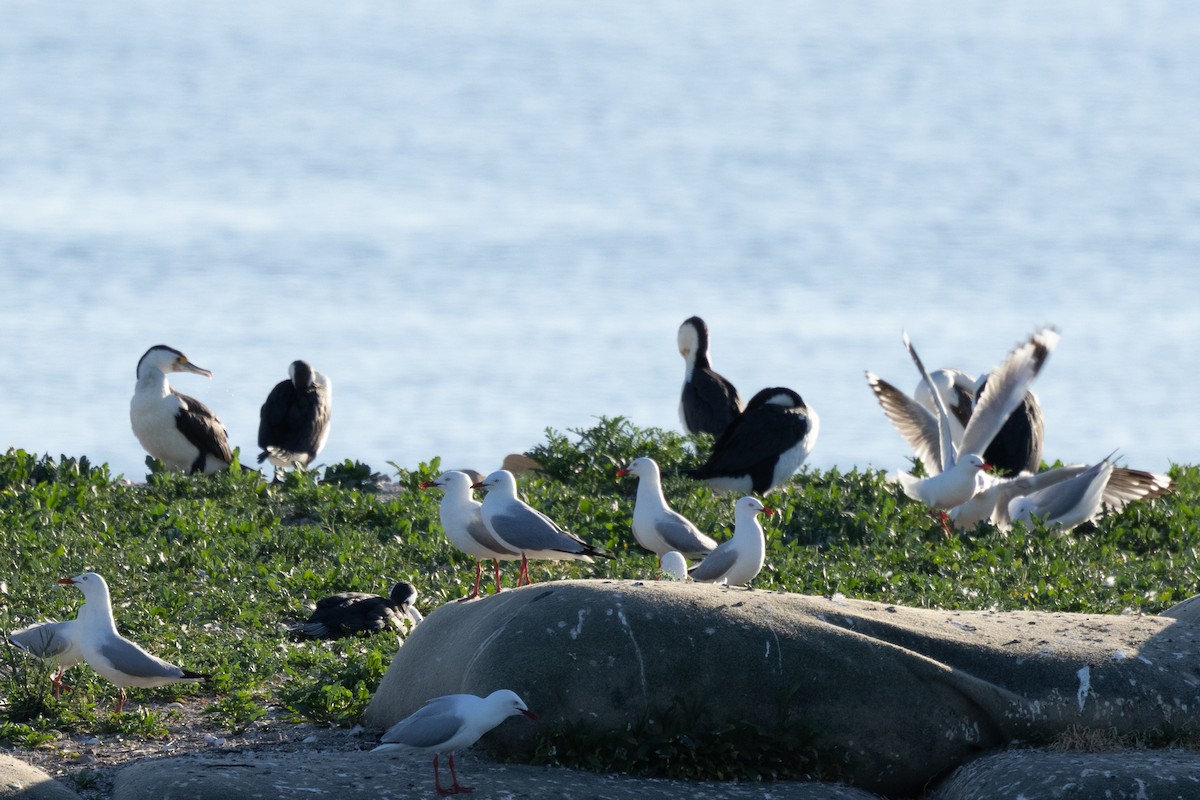 Pied Cormorant - ML643513291
