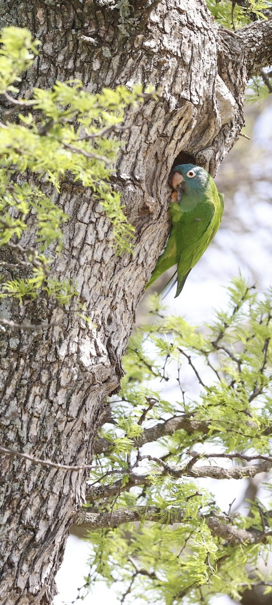 Blue-crowned Parakeet - ML643513297