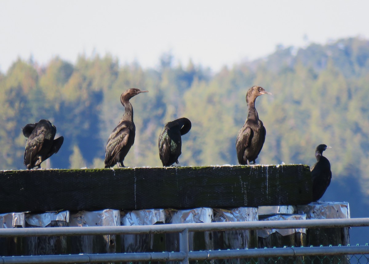 Pelagic Cormorant - ML643513299