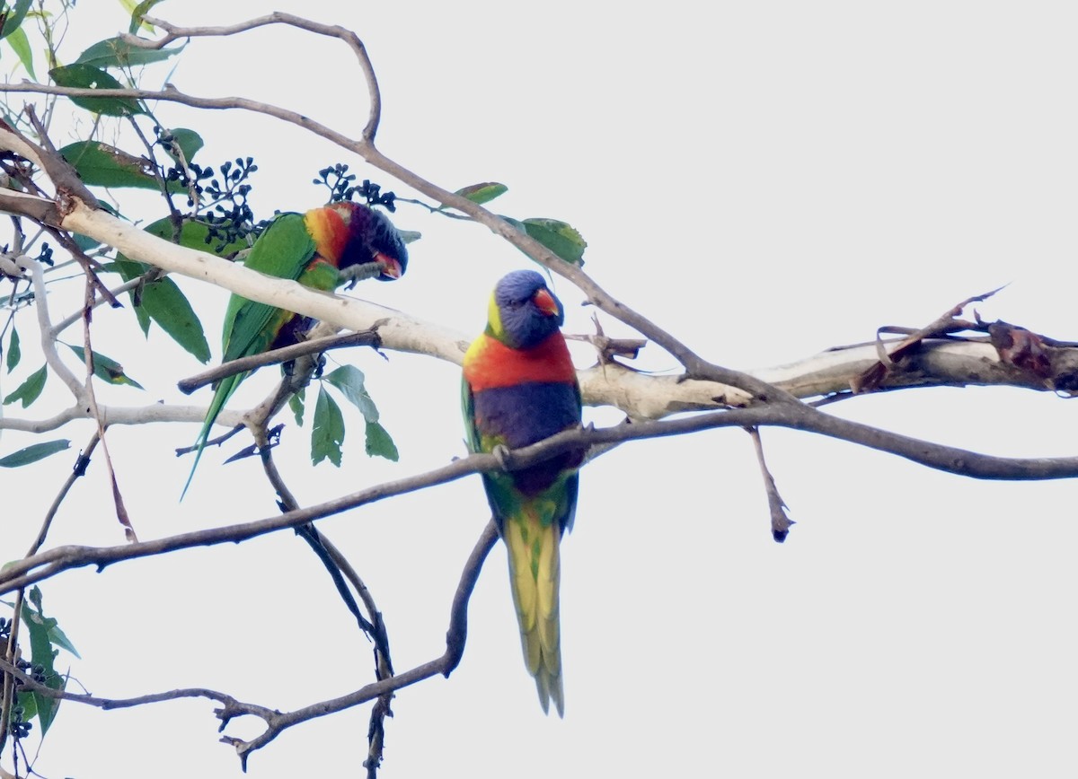 Rainbow Lorikeet - ML643513305