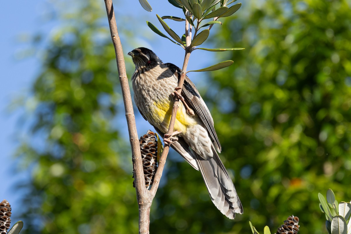 Red Wattlebird - ML643513306