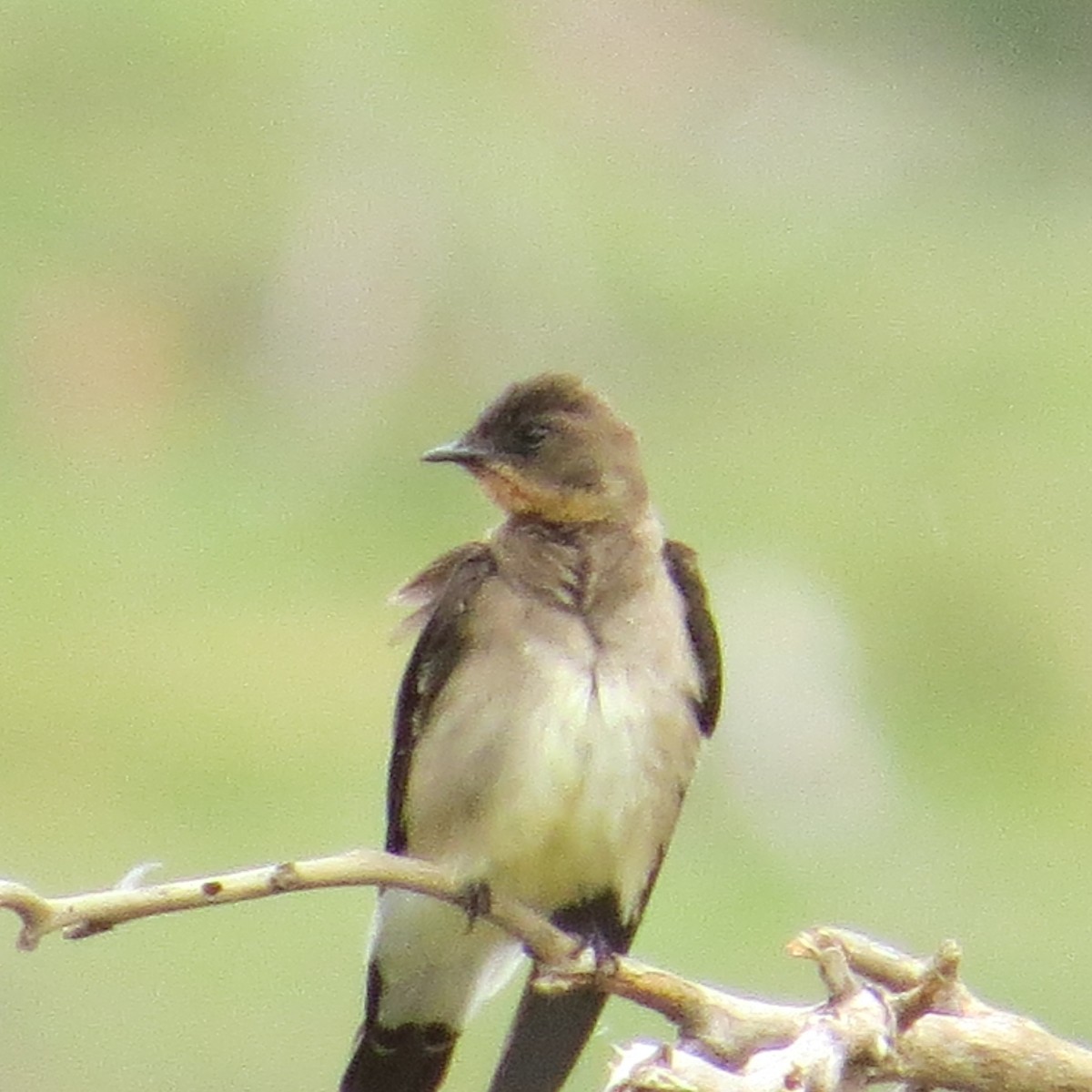 Bank Swallow - ML643513310