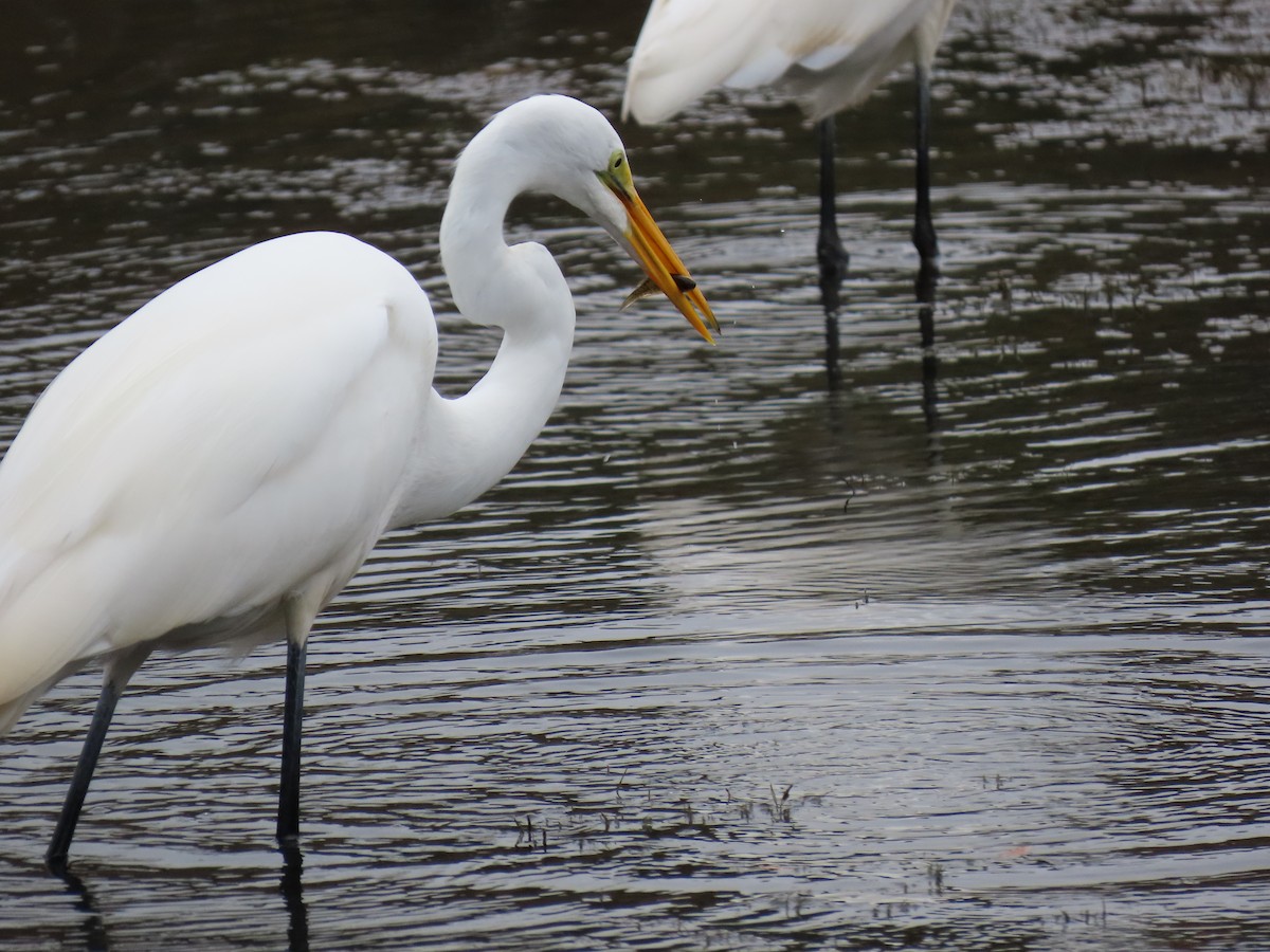 Great Egret - ML643513311