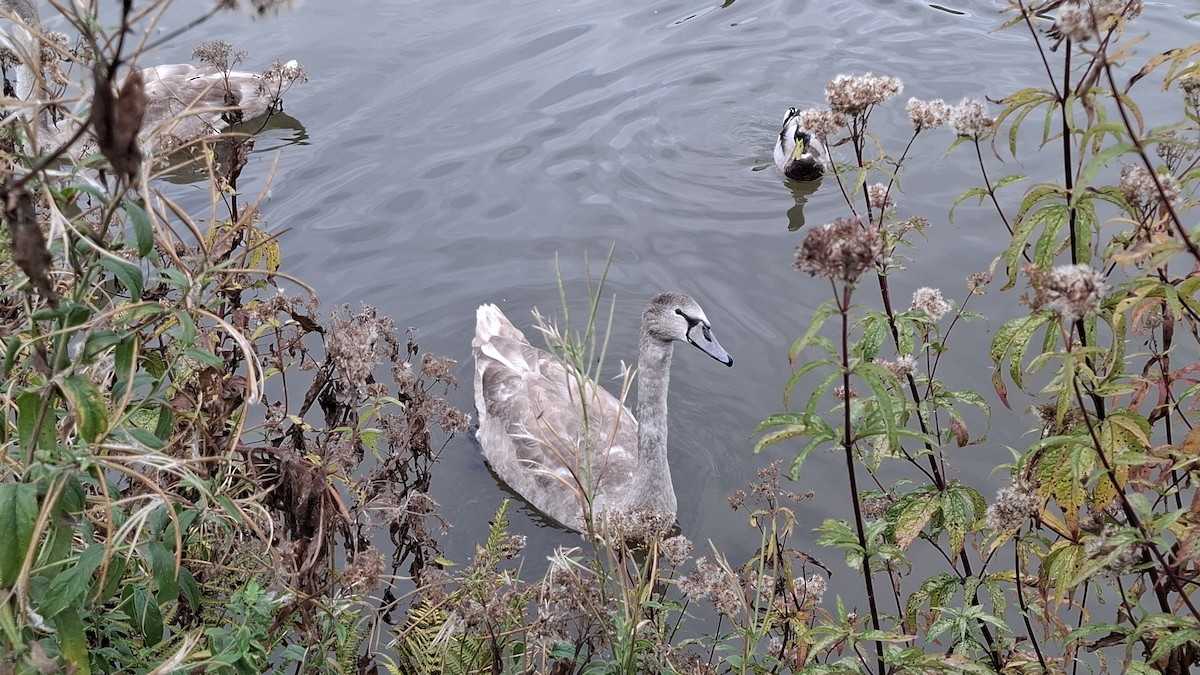 Mute Swan - ML643513312