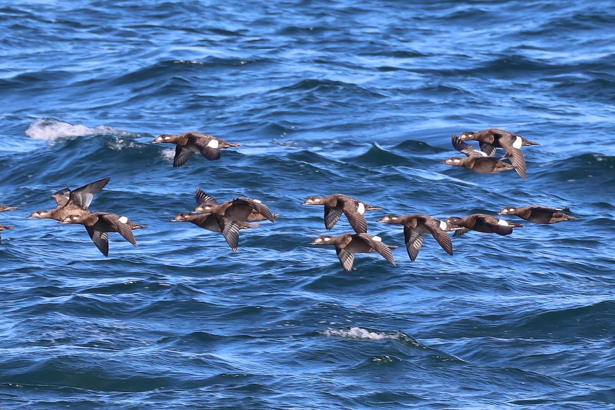 White-winged Scoter - ML643513318