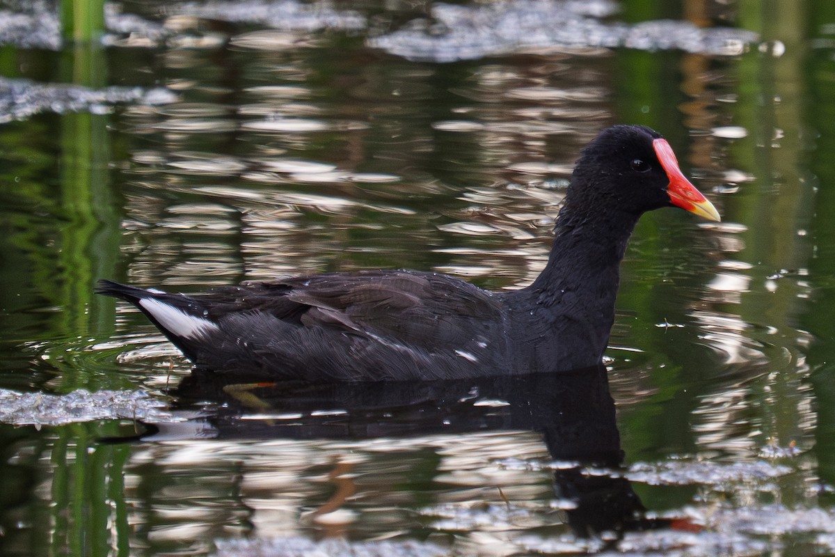 Common Gallinule - ML643513325