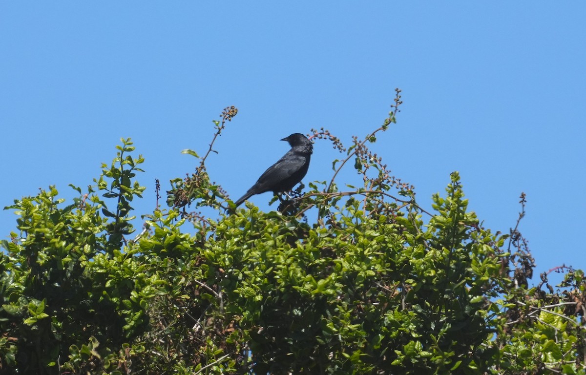 Austral Blackbird - ML643513327