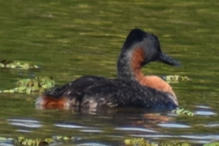 Great Grebe - ML643513333