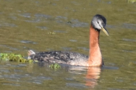 Great Grebe - ML643513337