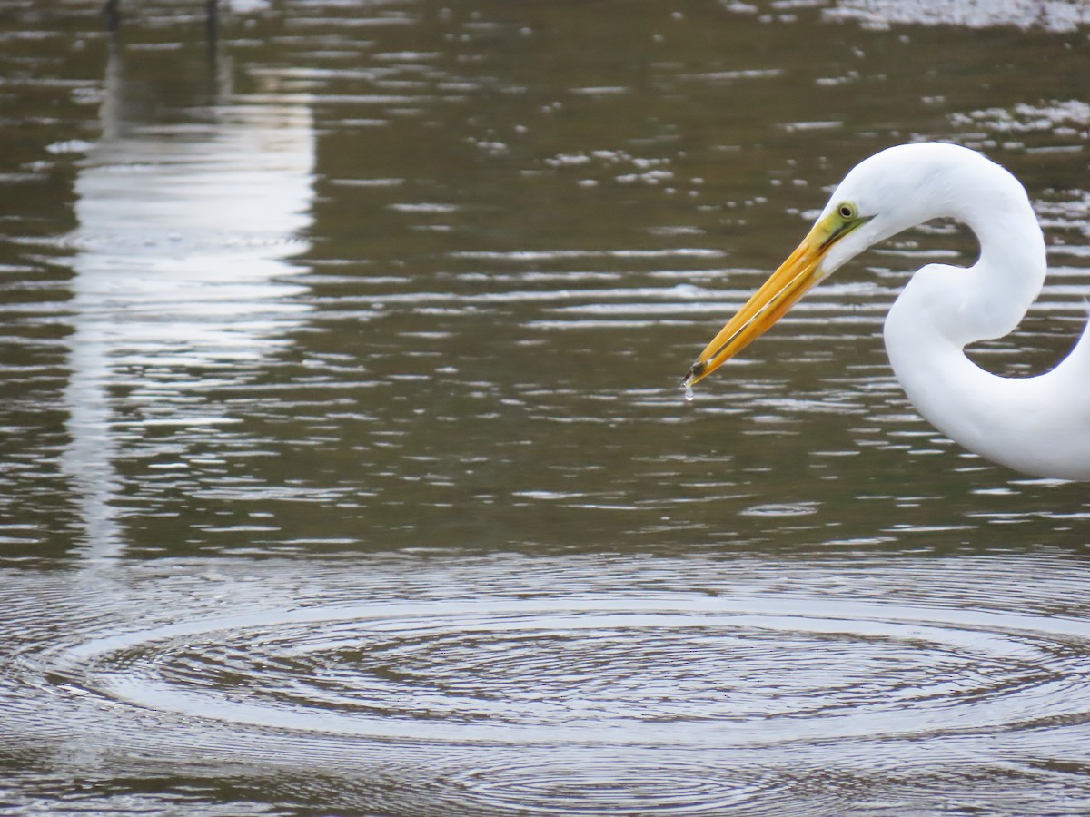 Great Egret - ML643513340