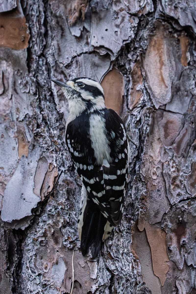 Downy Woodpecker - ML643513344