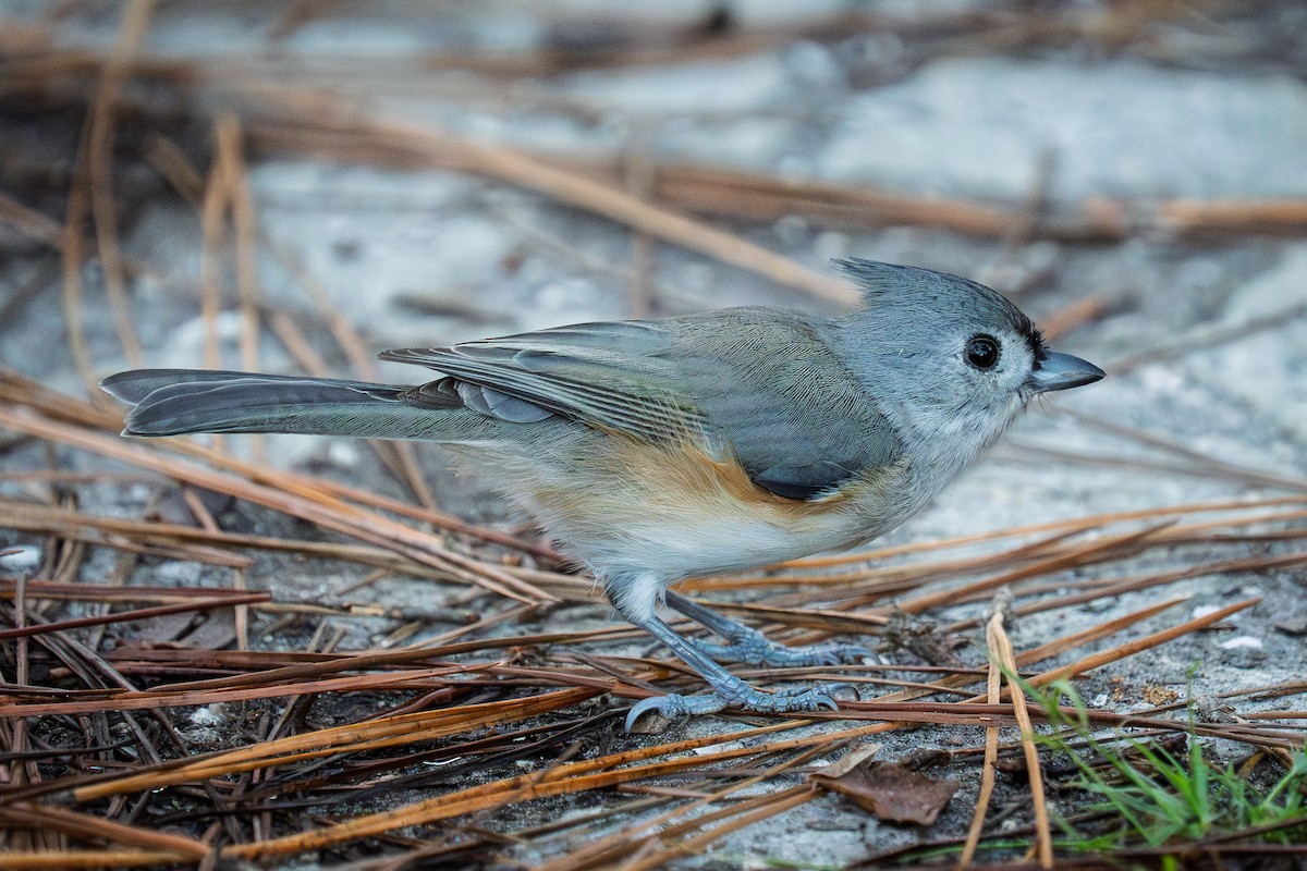Mésange bicolore - ML643513347