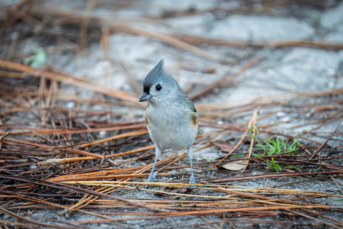 Mésange bicolore - ML643513348