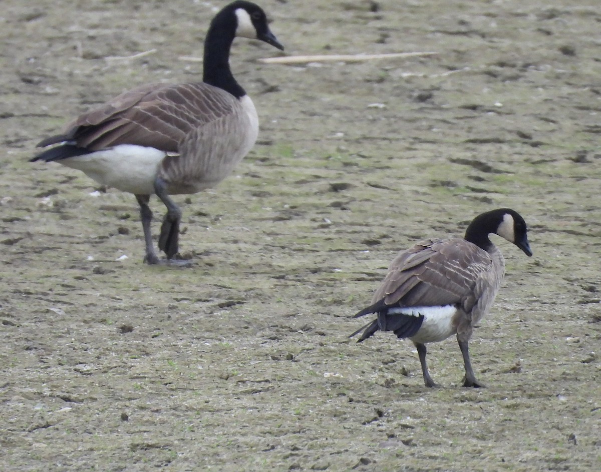 Branta kanadar txikia - ML643513354