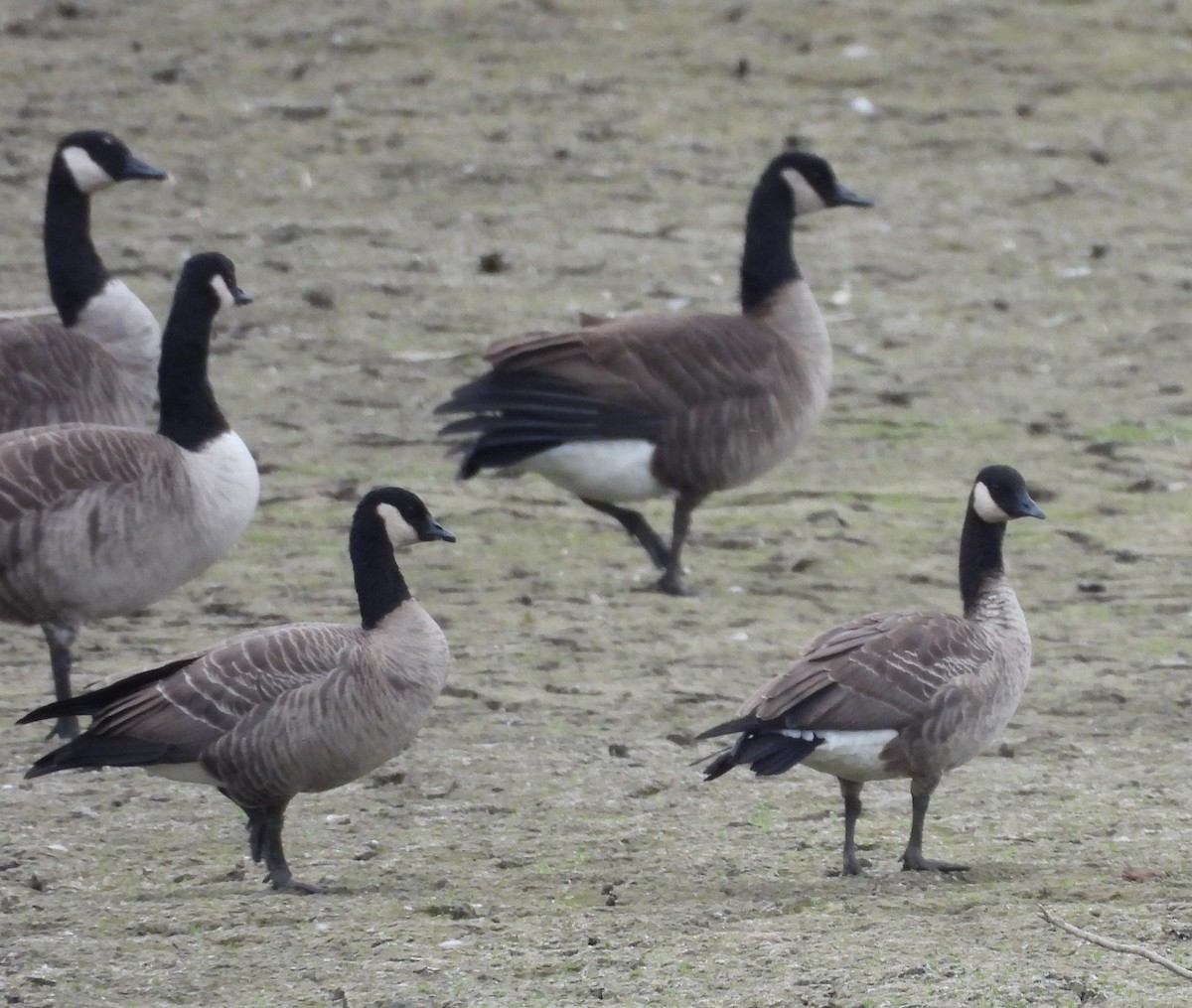 Branta kanadar txikia - ML643513355