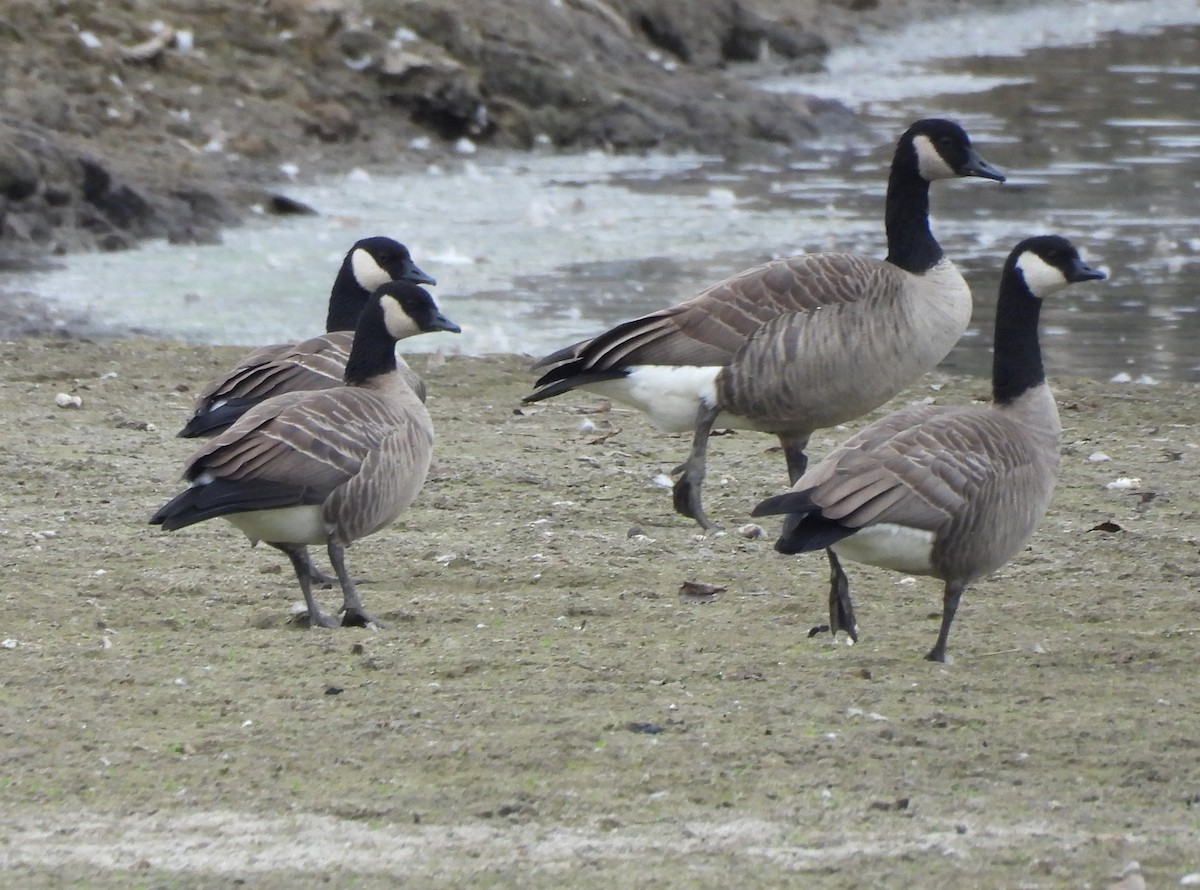 Branta kanadar txikia - ML643513356