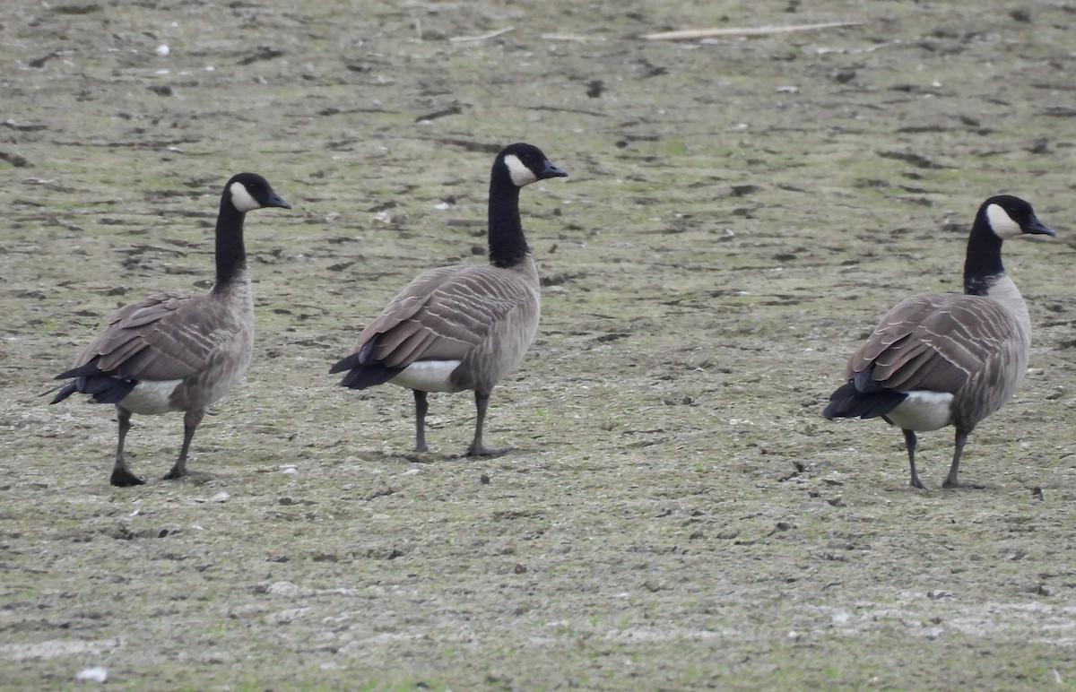 Branta kanadar txikia - ML643513357