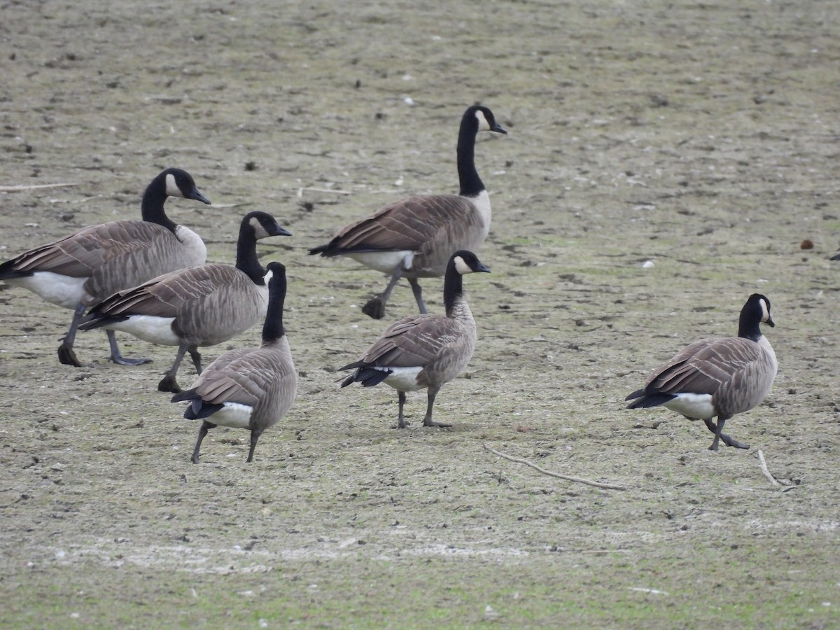Branta kanadar txikia - ML643513358