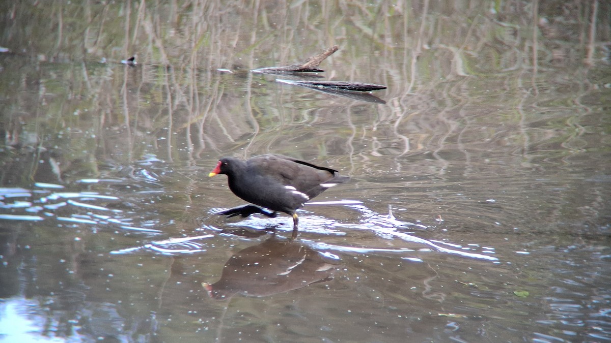 Eurasian Moorhen - ML643513364