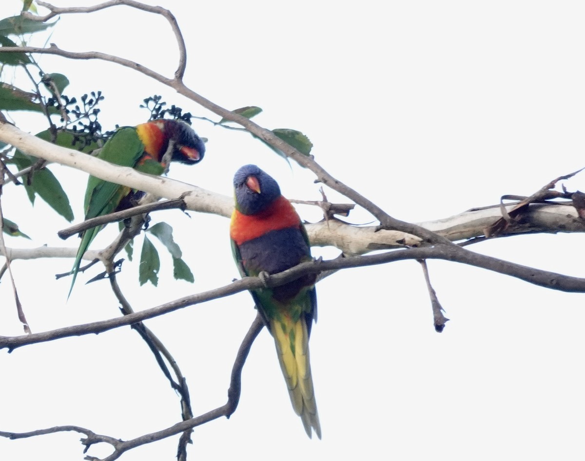 Rainbow Lorikeet - ML643513370