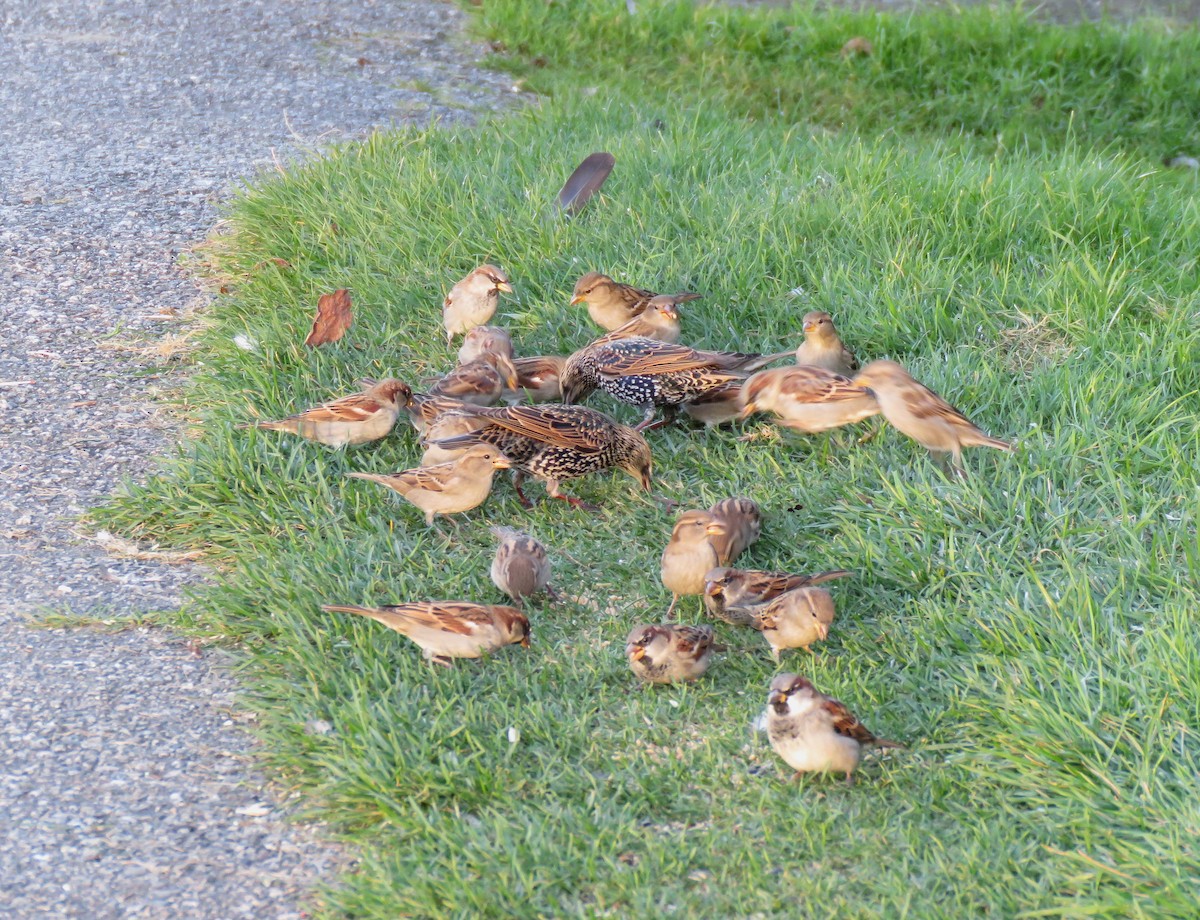 House Sparrow - ML643513372