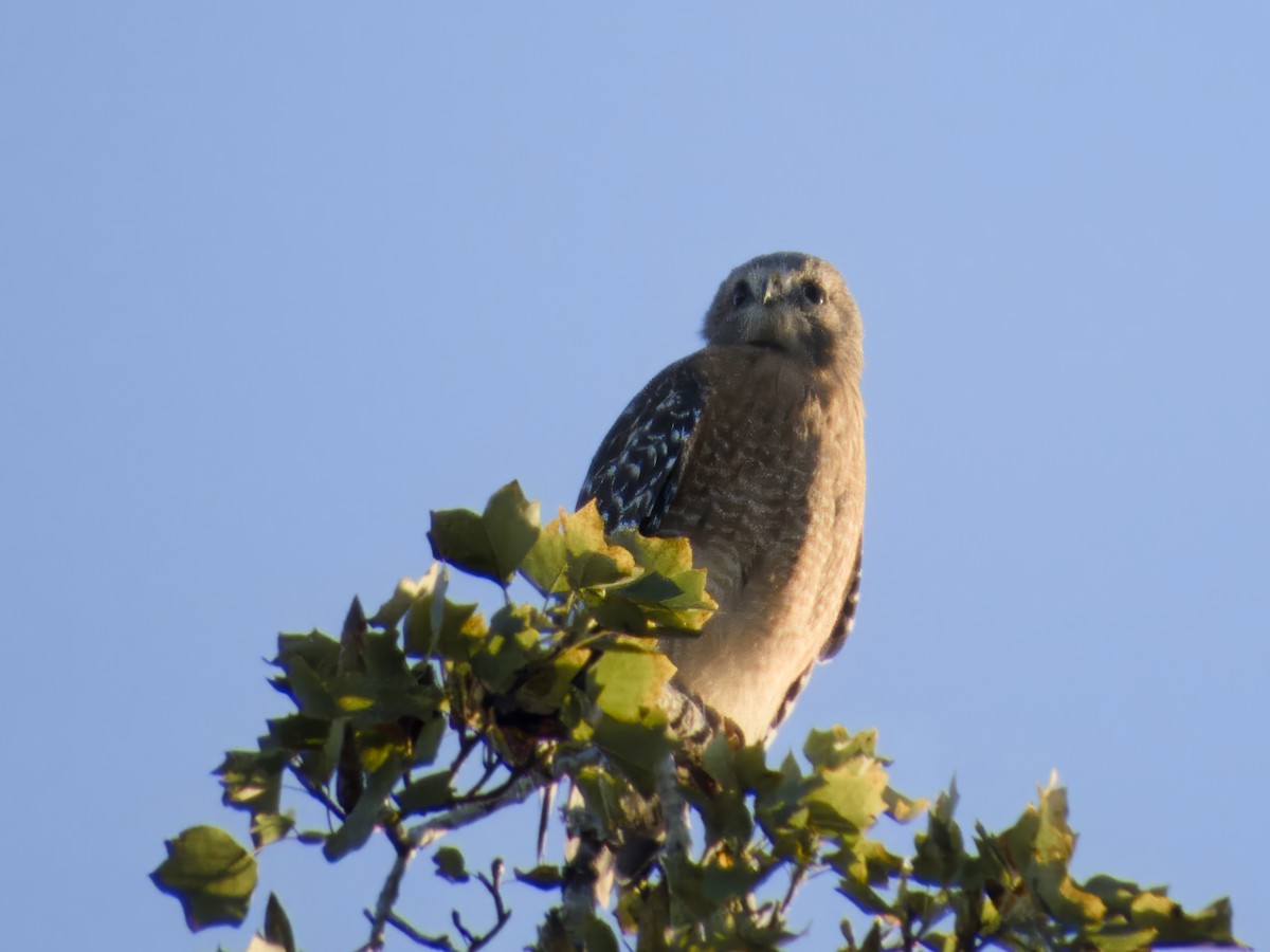 Red-shouldered Hawk - ML643513378