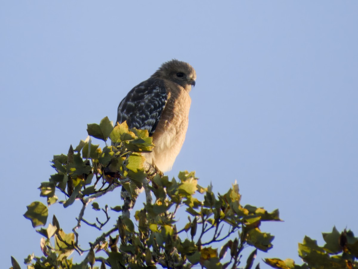 Red-shouldered Hawk - ML643513379