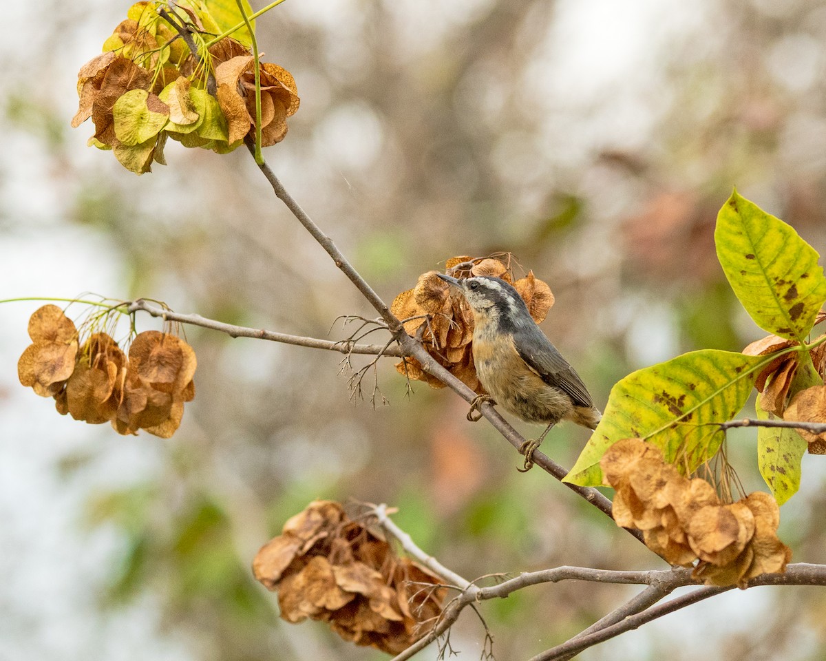 Red-breasted Nuthatch - ML643513384