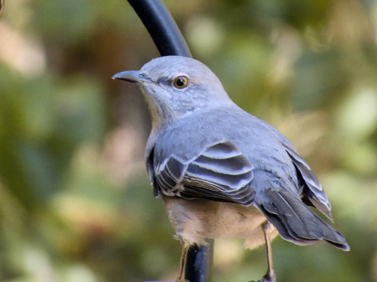 Northern Mockingbird - ML643513399