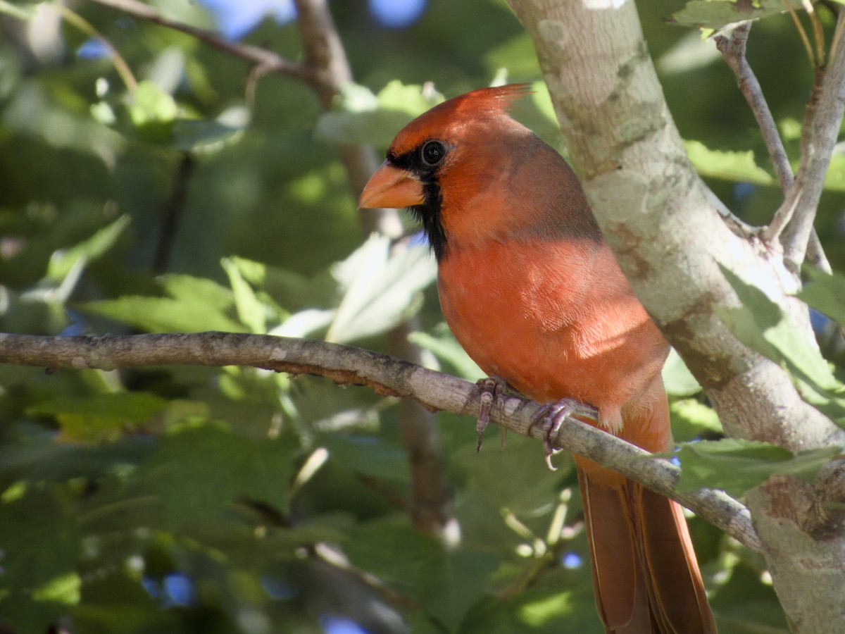 Northern Cardinal - ML643513408