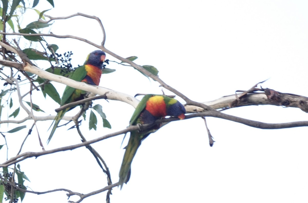 Rainbow Lorikeet - ML643513409