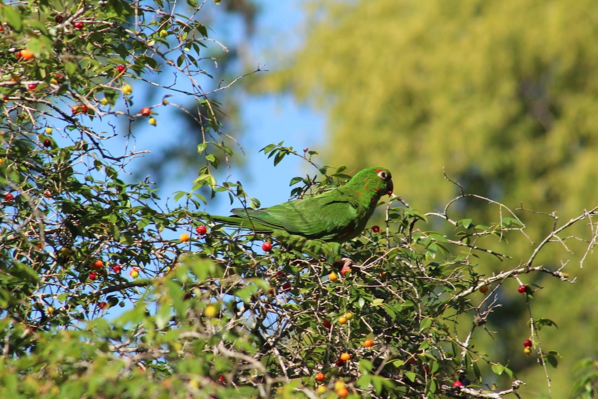 White-eyed Parakeet - ML643513410