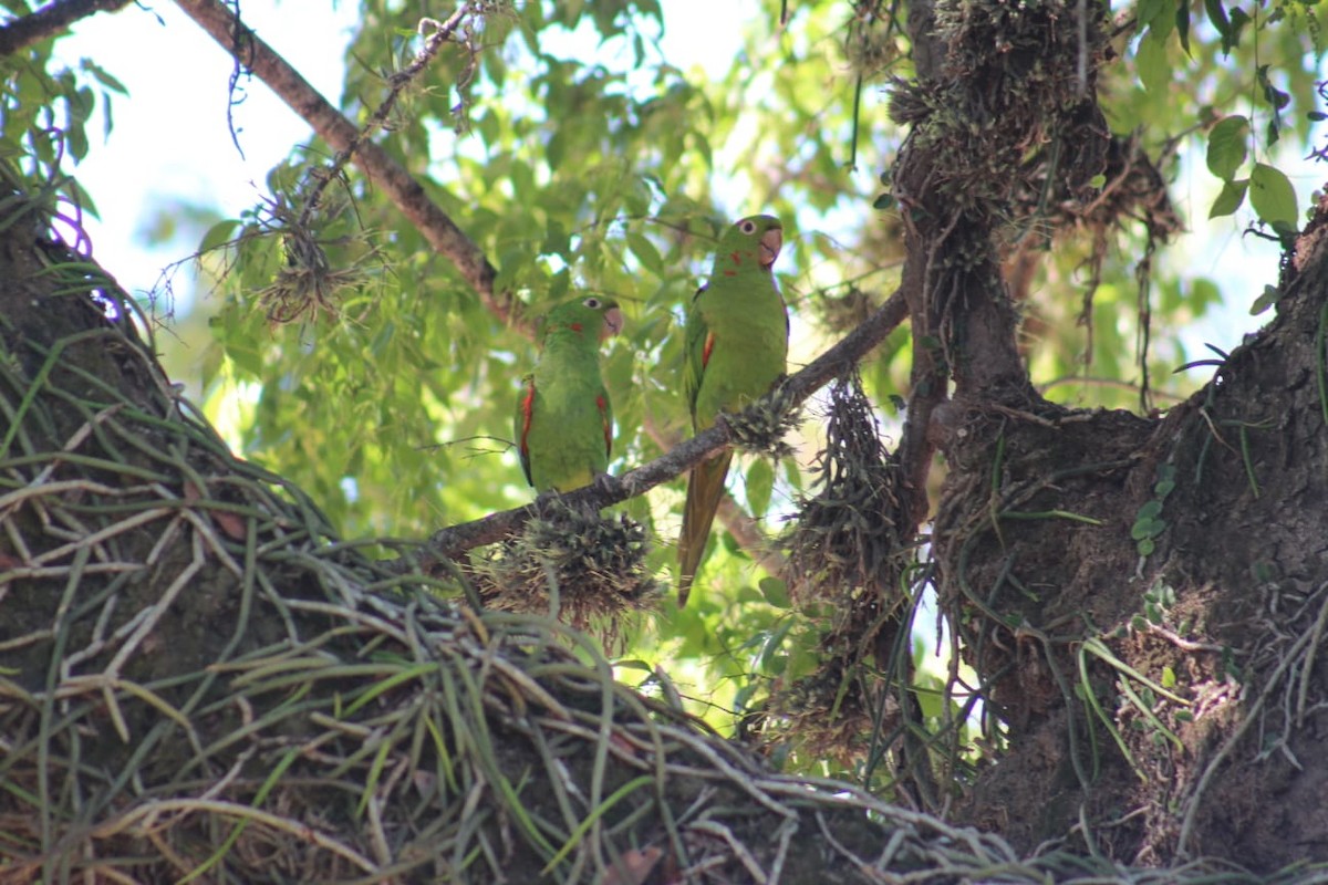 White-eyed Parakeet - ML643513411