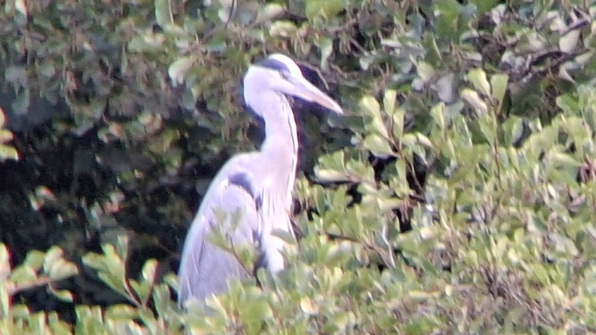 Gray Heron - ML643513412