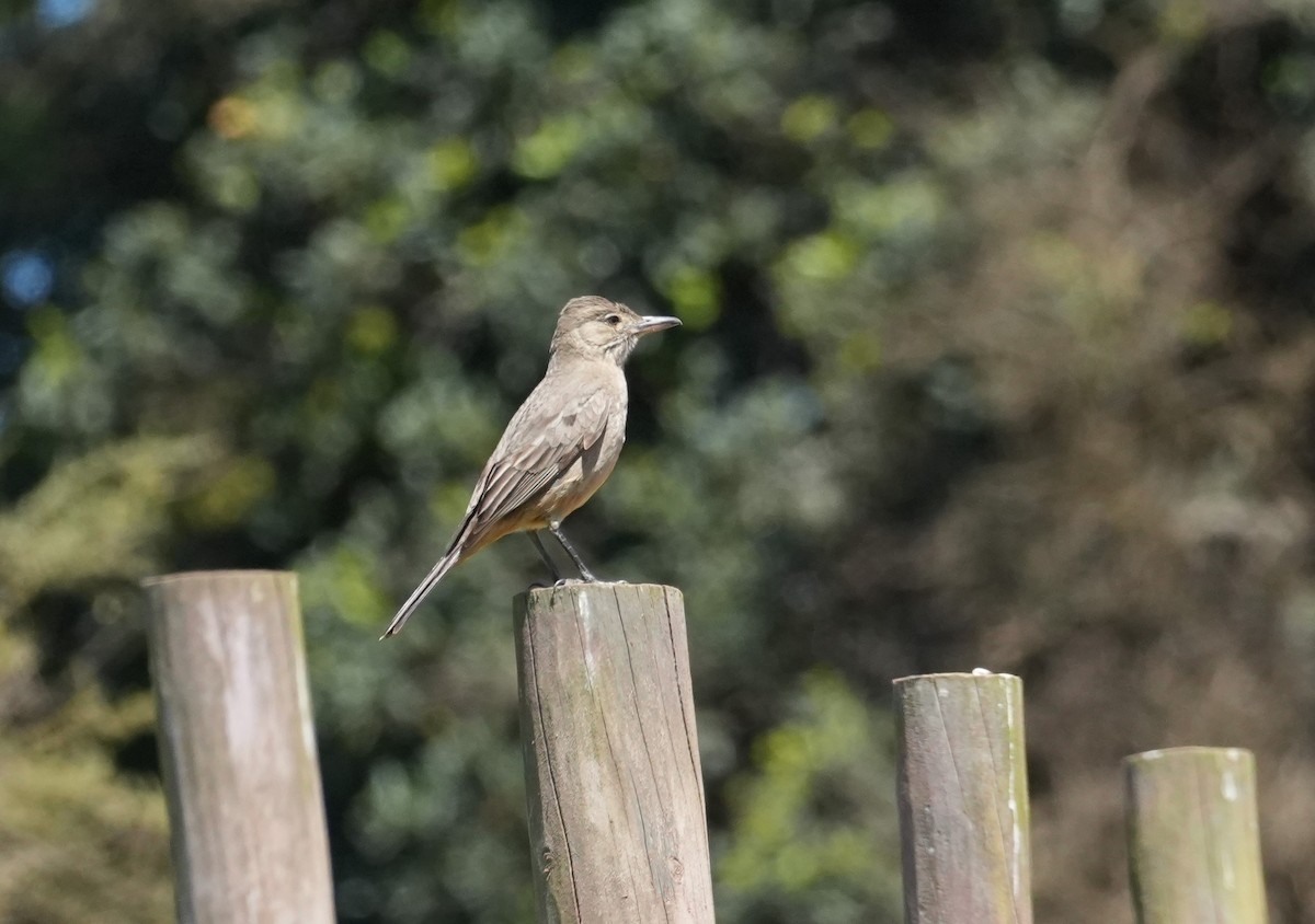 Great Shrike-Tyrant - ML643513413