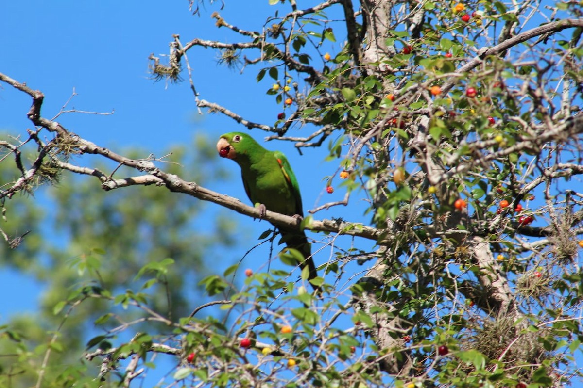 White-eyed Parakeet - ML643513425