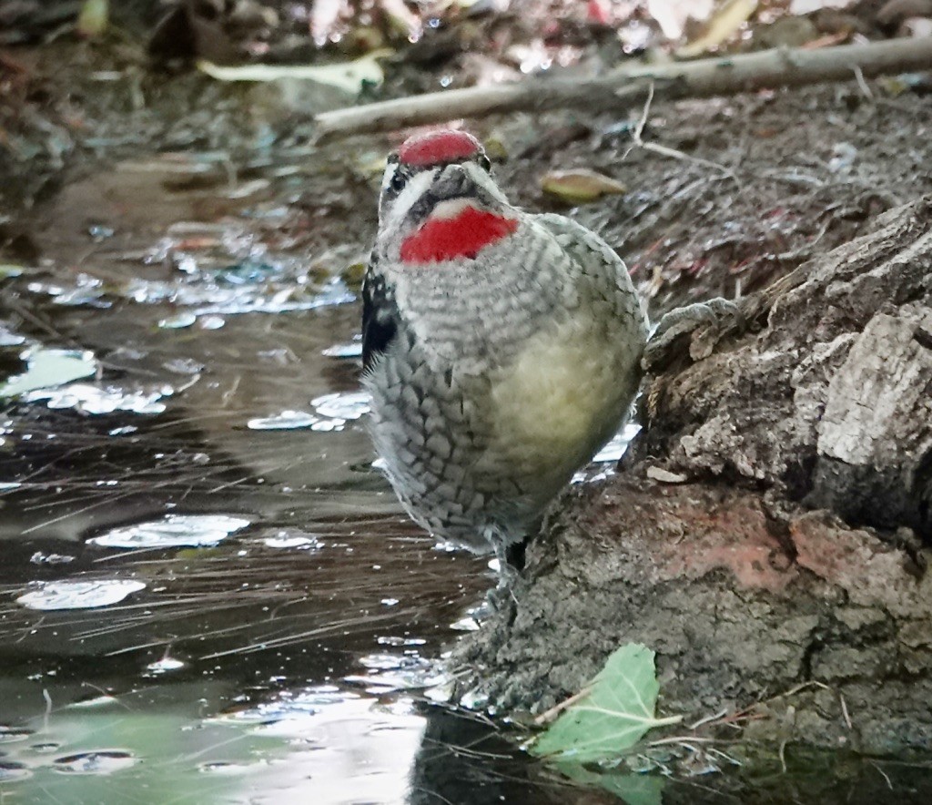 Red-naped Sapsucker - ML643513427