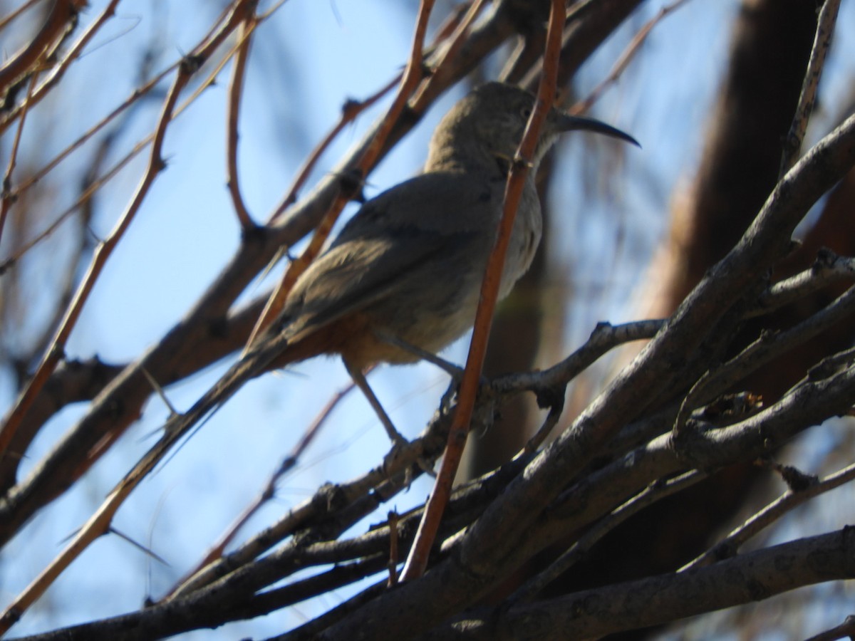 Crissal Thrasher - ML643513486