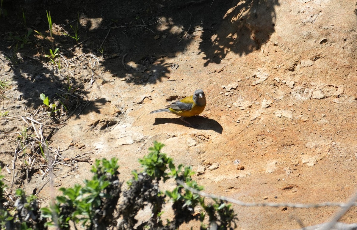 Gray-hooded Sierra Finch - ML643513489