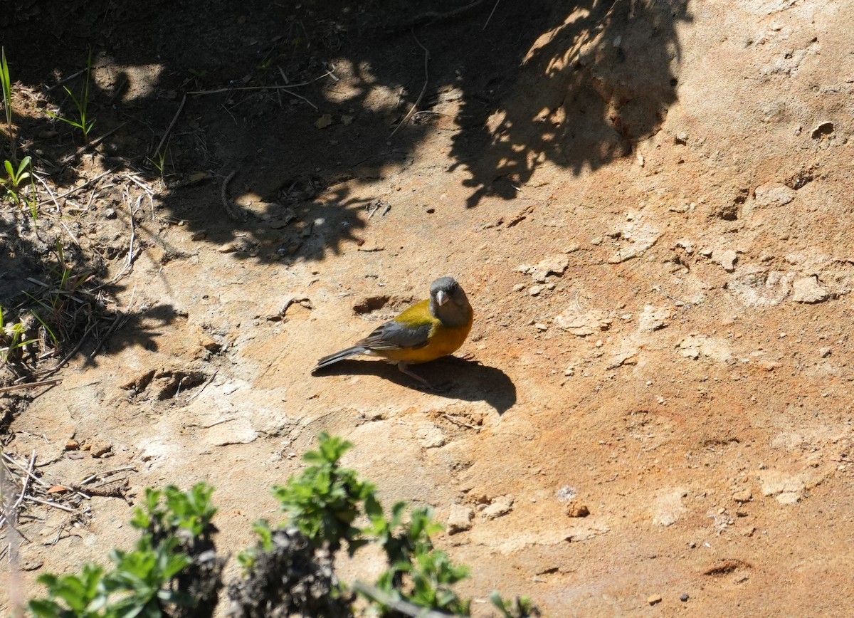 Gray-hooded Sierra Finch - ML643513490