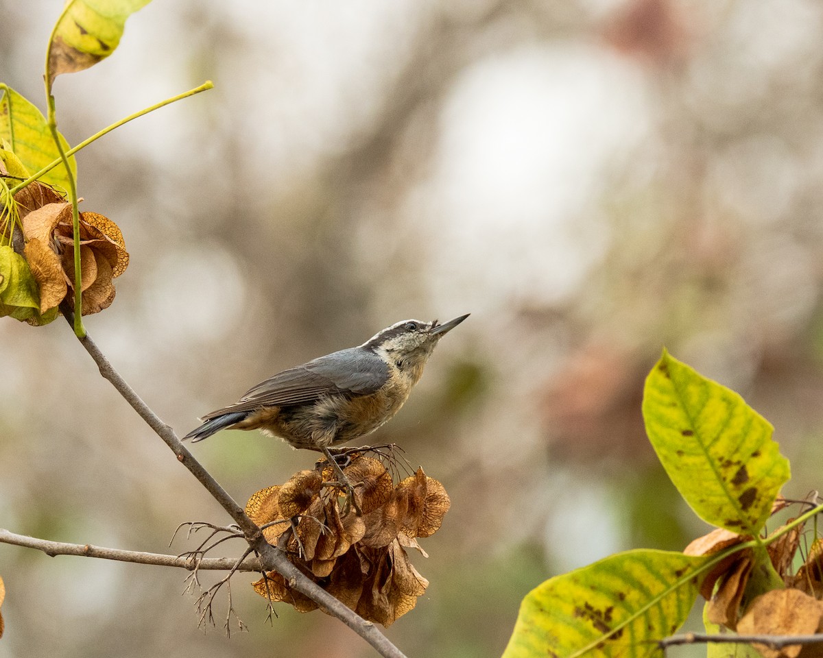 Red-breasted Nuthatch - ML643513492