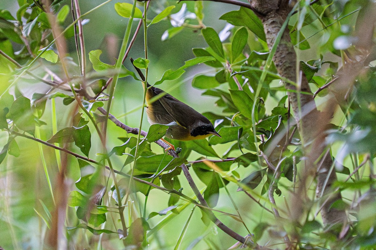 Common Yellowthroat - ML643513498