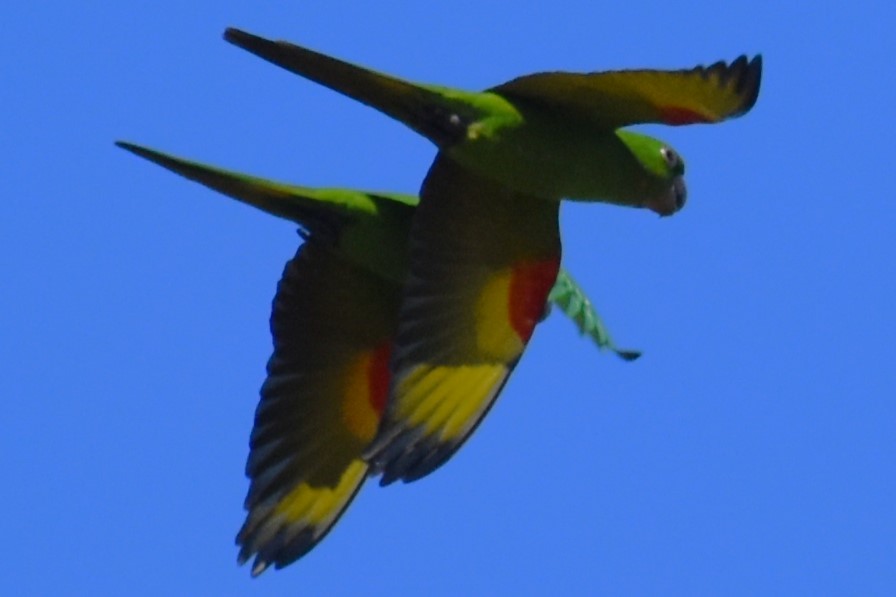White-eyed Parakeet - ML643513505
