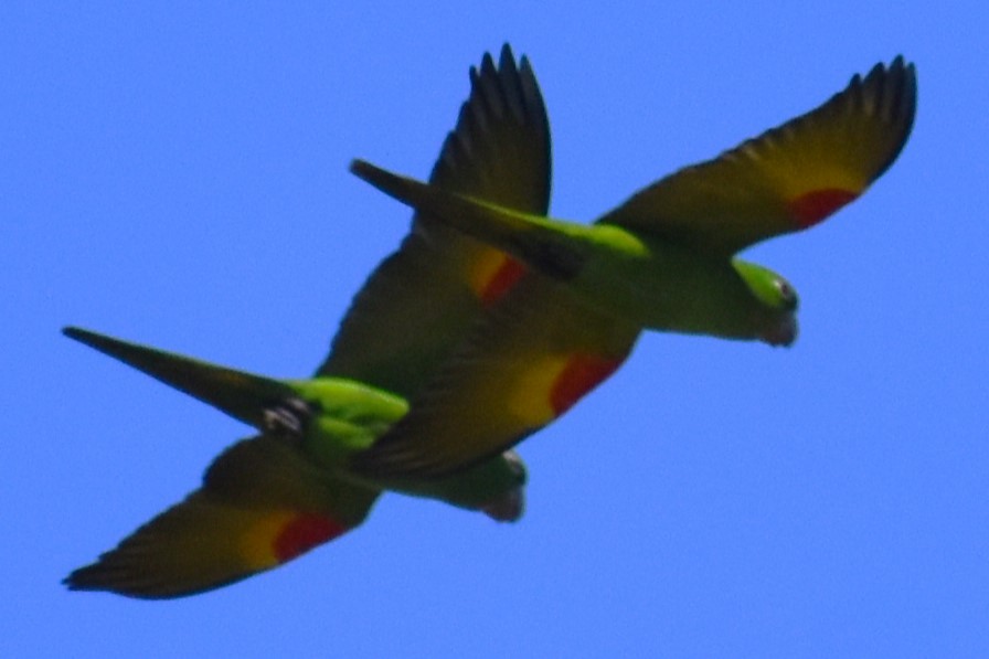 White-eyed Parakeet - ML643513506