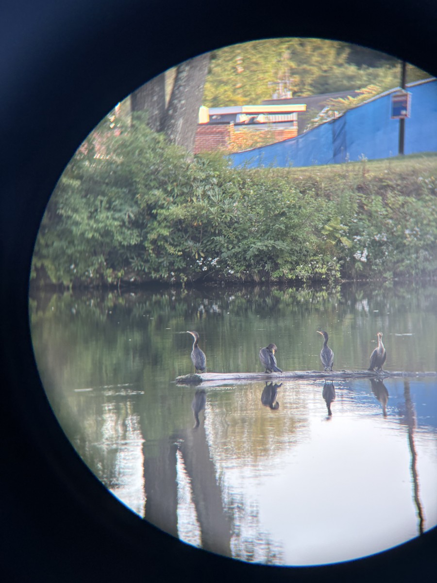 Double-crested Cormorant - ML643513508