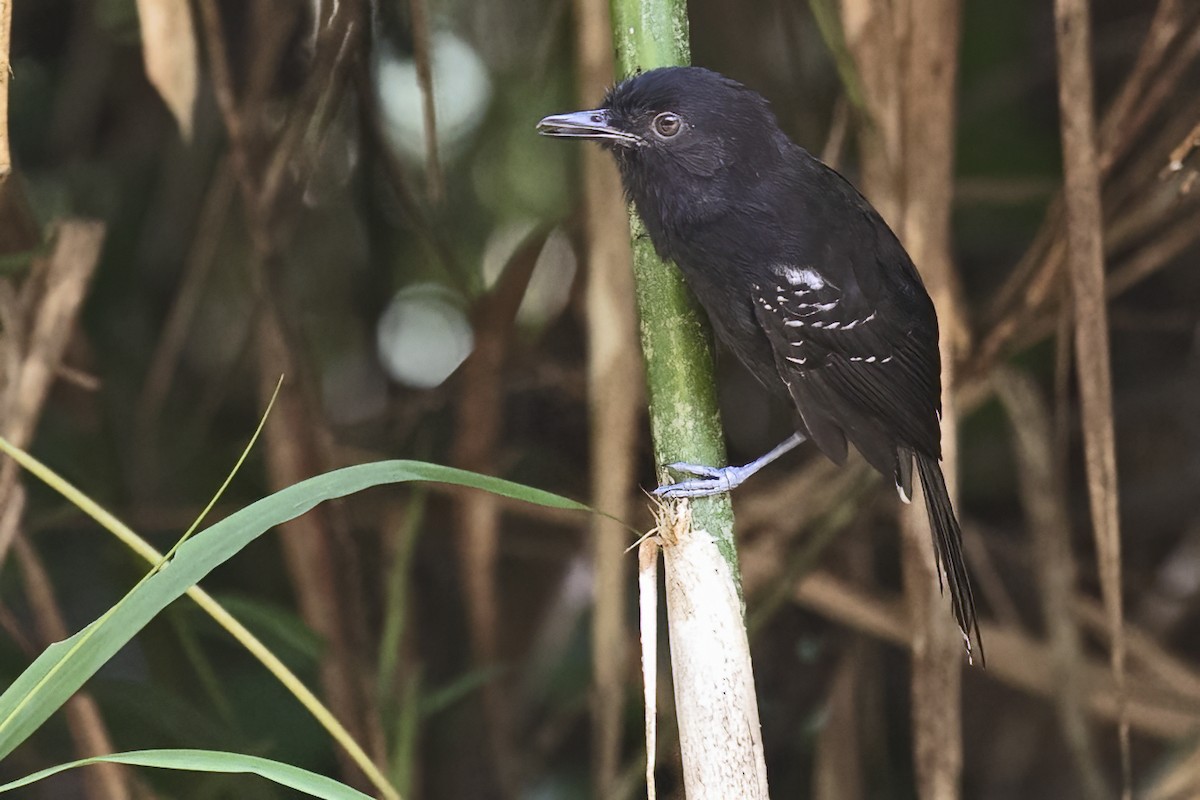 Manu Antbird - ML643513512